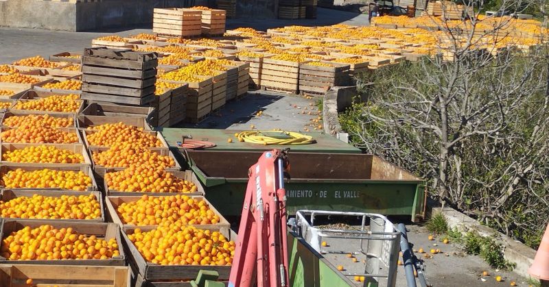 Archivo:Melegís, Granada, Región de Granada Histórica, España. Las excelentes "naranjas del Valle, muy apreciadas por su calidad..jpg