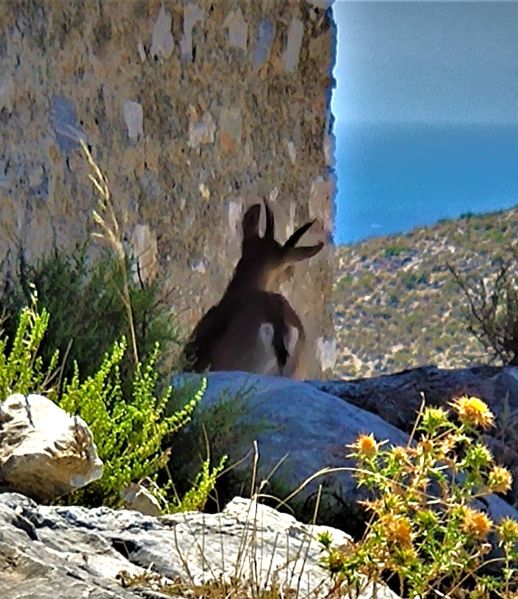 Archivo:Castillo de Castell de Ferro, Reino de Granada, vista de hace unos años. Situado sobre un cerro junto al Mar de Granada, a él llegan las cabras monteses de las altas tierras de la Región de Granada..jpg