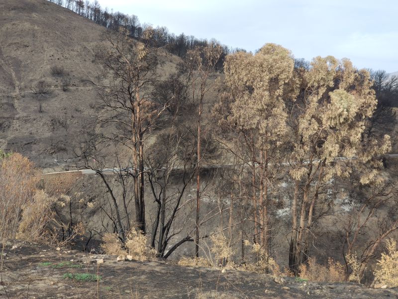 Archivo:Paraje próximo a la Venta de la Cebada tras el incendio forestal. Unos km al sur de Pinos del Valle, Granada, Región de Granada..jpg